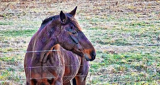 Equine Pal Posing_P1220084.jpg - Photographed near Smiths Falls, Ontario, Canada.